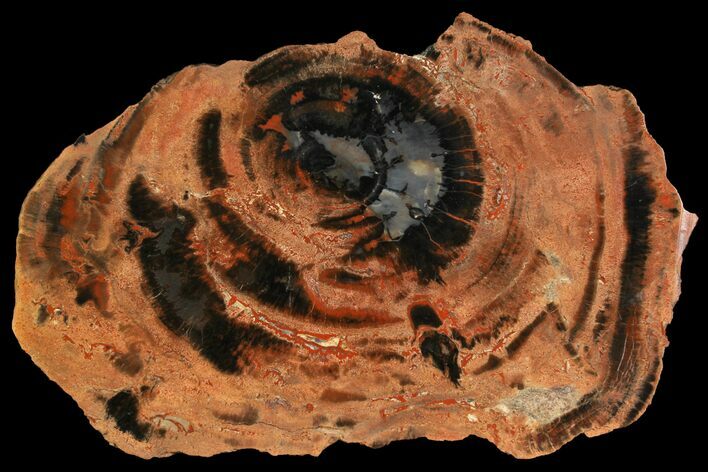 Polished Petrified Wood (Araucaria) Round - Arizona #144247